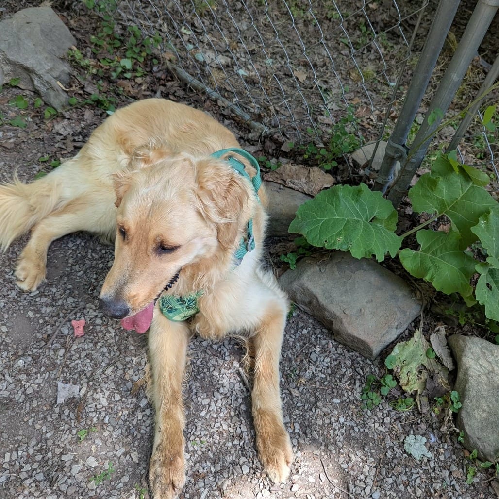 Photo of Luke, adoptable Retriever, Golden in Middletown, New York