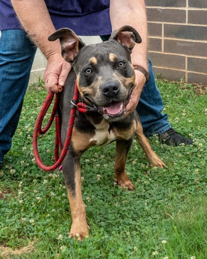 Photo of Truffles, adoptable dog in Chamblee, Georgia