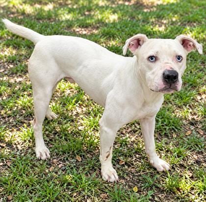 Photo of Puppy, adoptable American Staffordshire Terrier in Inverness, Florida