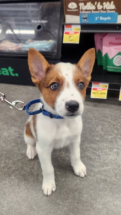 Photo of Casper - Halloween Litter, adoptable Australian Cattle Dog/Blue Heeler in Sheboygan, Wisconsin