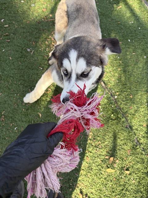 Photo of Grumpy, adoptable Siberian Husky in Fremont, California