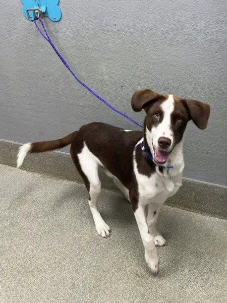 Photo of Baby J, adoptable Husky in Las Vegas, Nevada