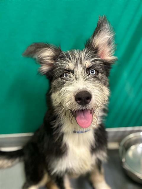 Photo of A256253, adoptable Scottish Terrier Scottie in Visalia, California