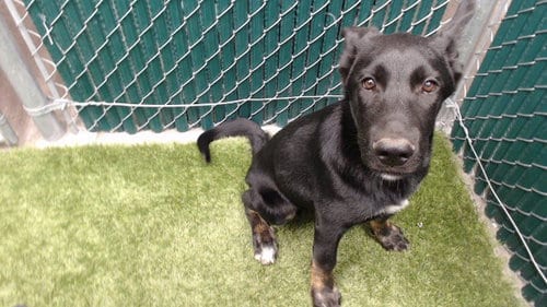 Photo of Ruben, adoptable Belgian Shepherd Malinois in Downey, California