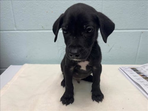 Photo of Julius, adoptable Pit Bull Terrier in Tulsa, Oklahoma