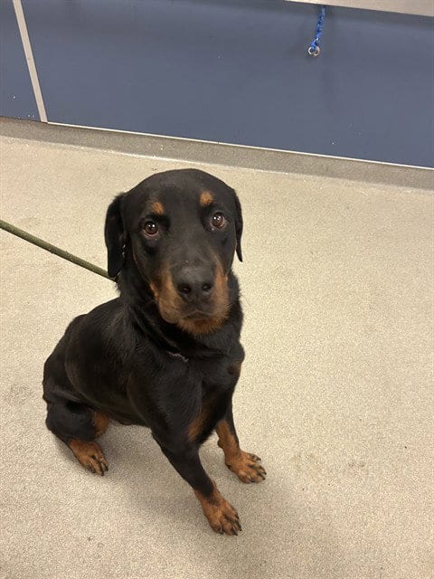 Photo of Terry, adoptable Rottweiler in Miami, Florida