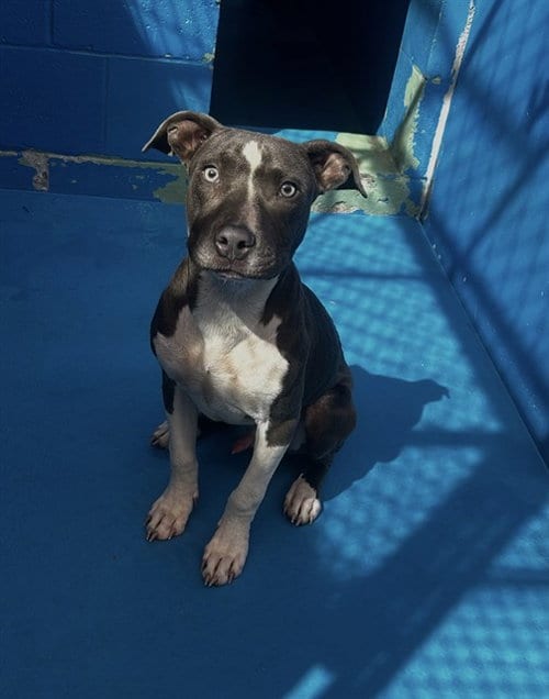 Photo of A171406, adoptable Pit Bull Terrier in Bakersfield, California