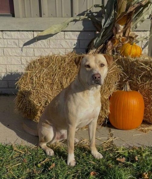 Photo of Bruiser, adoptable Labrador Retriever in Genesee, Wisconsin