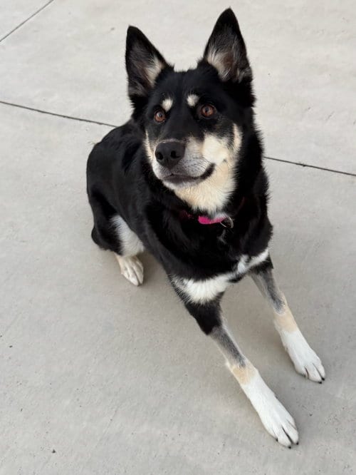 Photo of Raya, adoptable Australian Shepherd in Lancaster, Pennsylvania