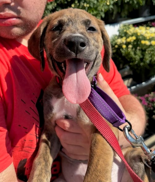 Photo of Sushi, adoptable Hound in Gilberts, Illinois