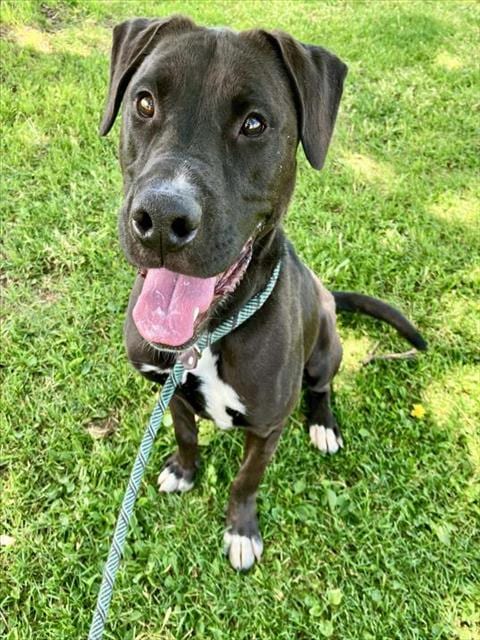Photo of Huggie, adoptable Pit Bull Terrier in Albuquerque, New Mexico