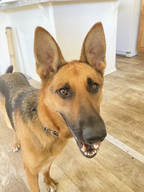 Photo of Beauty, adoptable German Shepherd Dog in San Diego, California