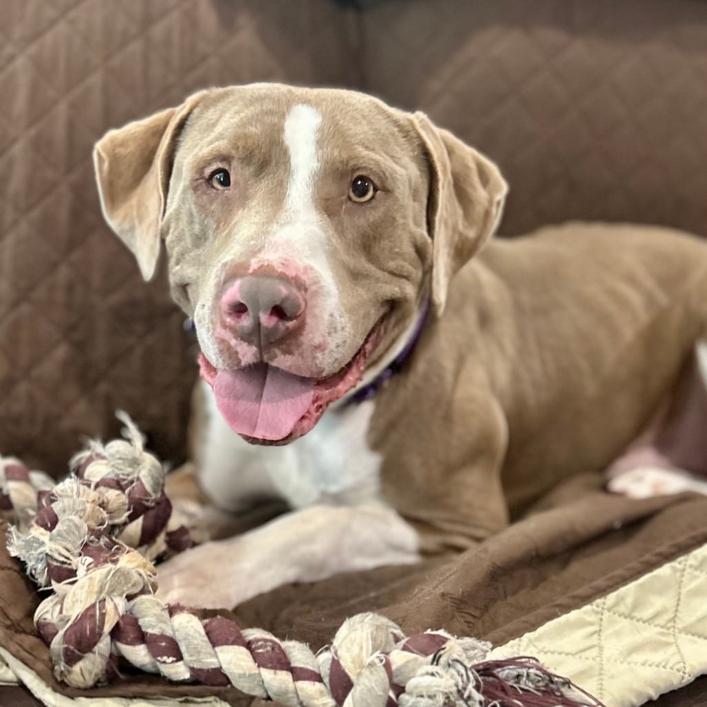 Photo of Munchkin, adoptable Mixed Breed (Large) in San Francisco, California