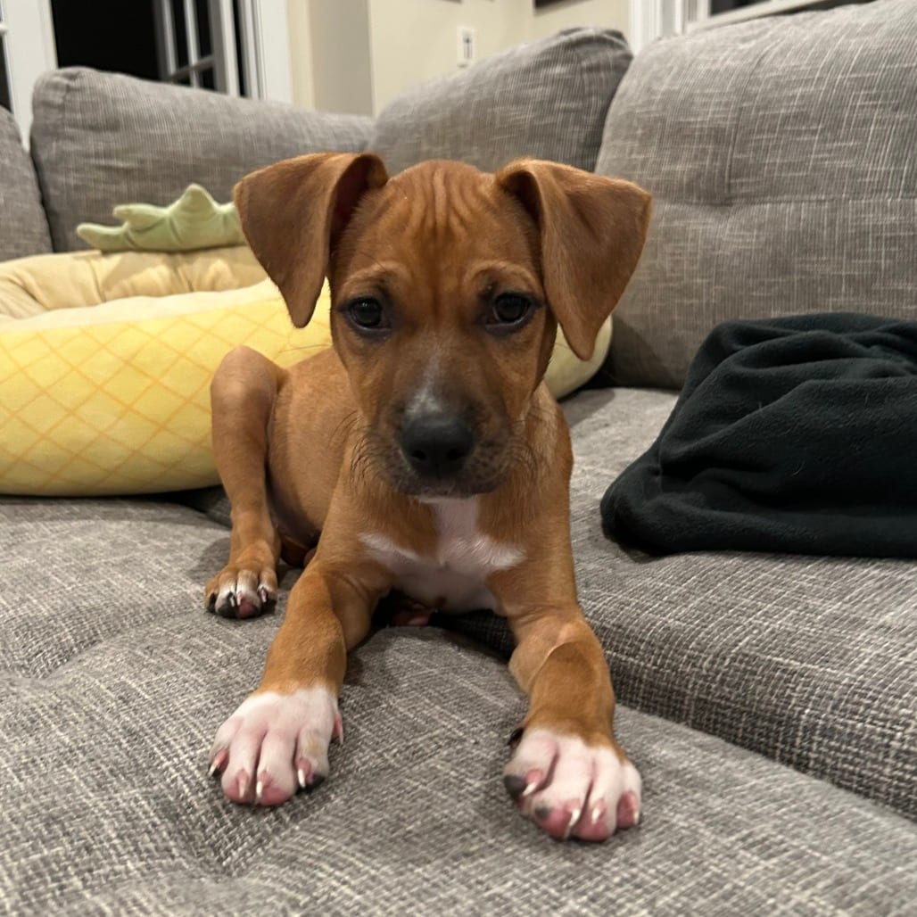 Photo of Winifred, adoptable dog in Fairfax Station, Virginia