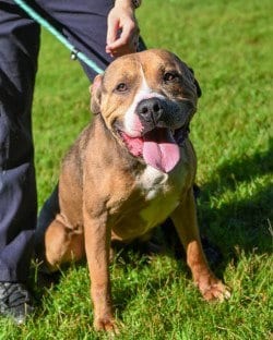 Photo of DA 3 Morrigan, adoptable American Bulldog in Glen Allen, Virginia