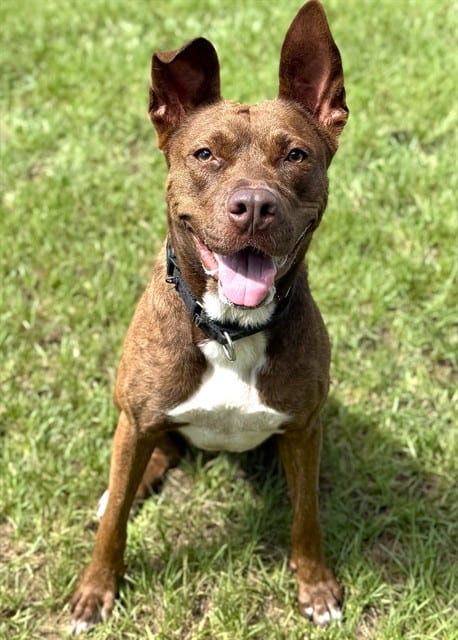 Photo of Winona, adoptable dog in Palmetto, Florida