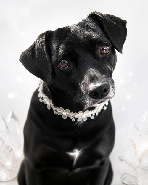 Photo of Gidget, adoptable Chihuahua in Fallbrook, California