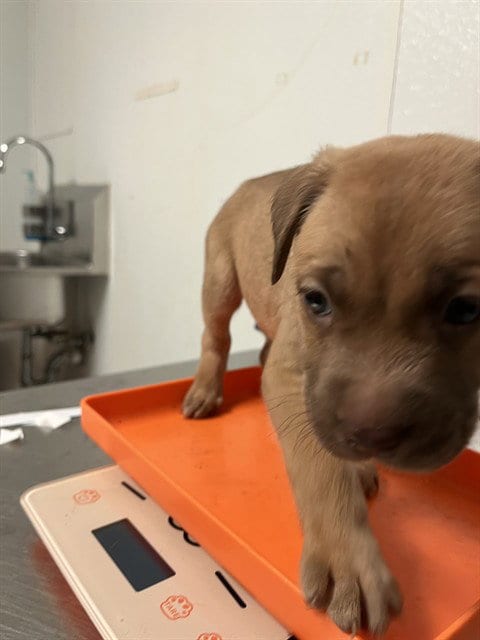 Photo of Green Bean, adoptable Pit Bull Terrier in Bakersfield, California