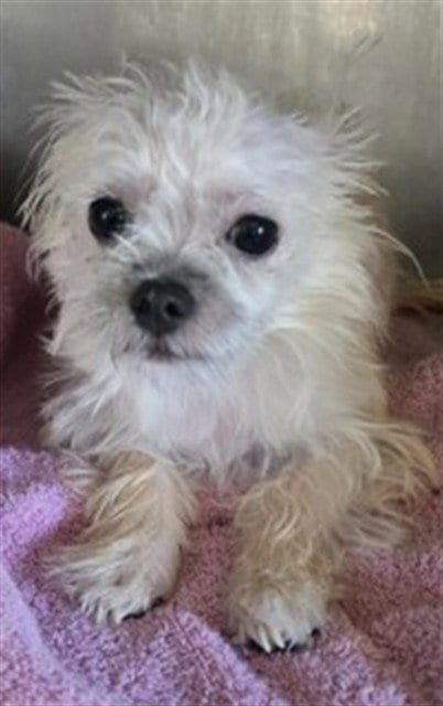 Photo of Tina, adoptable Chihuahua in San Bernardino, California