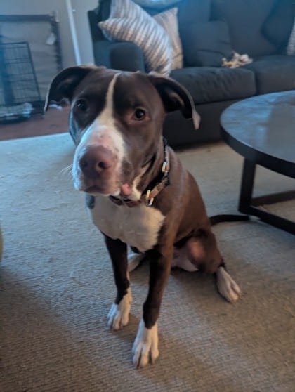 Photo of Atticus, adoptable dog in Atlanta, Georgia