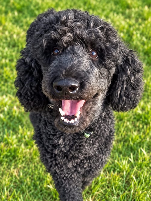 Photo of Jake Sep 26, adoptable Poodle (Standard) in Pacolet, South Carolina