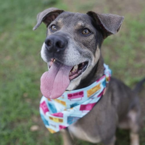 Photo of Lupin, adoptable Labrador Retriever in San Antonio, Texas