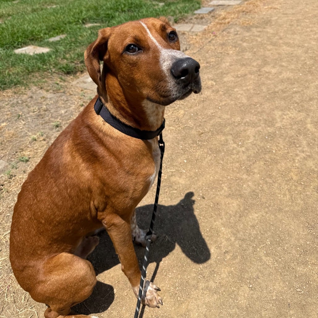 Photo of King, adoptable Pointer, German Shorthaired in Houston, Texas