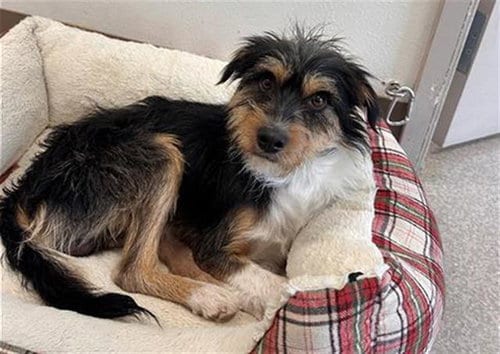 Photo of Tri-Lynn, adoptable Miniature Schnauzer in Santa Rosa, California