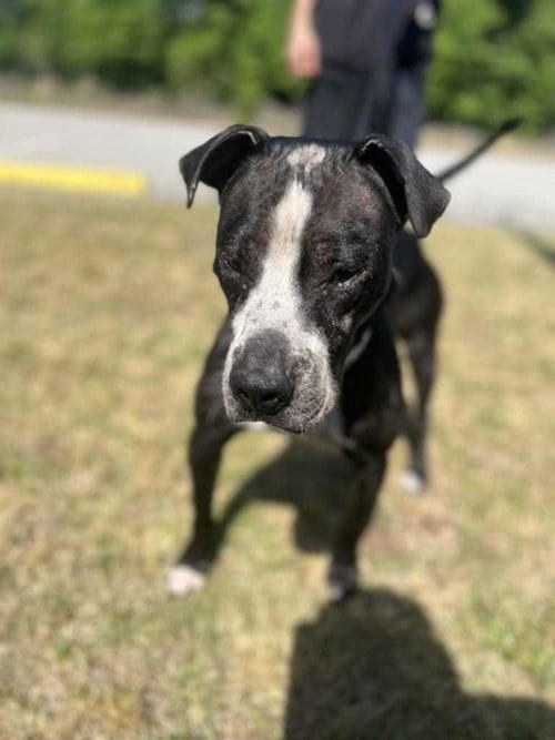 Photo of Odin, adoptable Labrador Retriever in Orangeburg, South Carolina