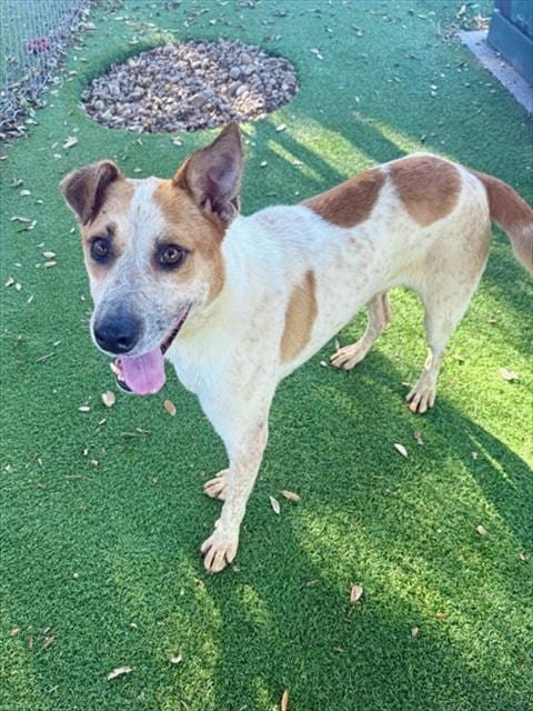 Photo of Terry, adoptable Australian Shepherd in Fort Myers, Florida