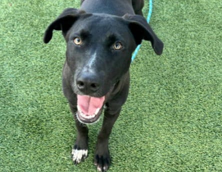 Photo of Cutter, adoptable American Staffordshire Terrier in Houston, Texas