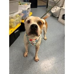 Photo of Ben, adoptable Terrier (Unknown Type, Medium) in Doral, Florida