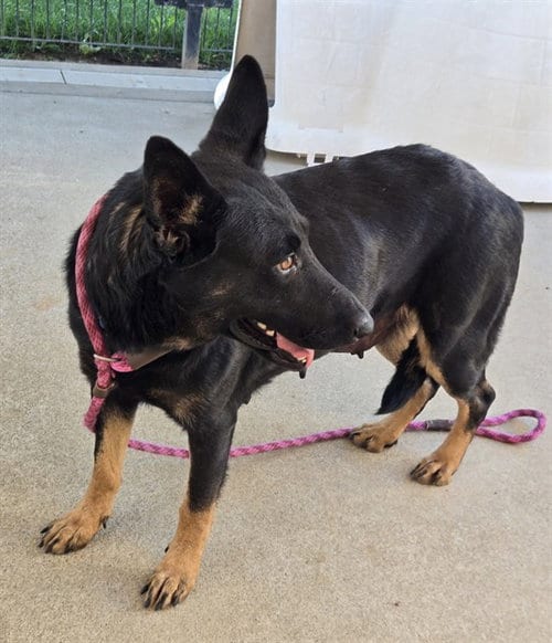 Photo of Kendall, adoptable German Shepherd Dog in Sacramento, California