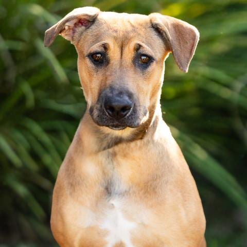 Photo of Molly, adoptable Pit Bull Terrier in Camarillo, California