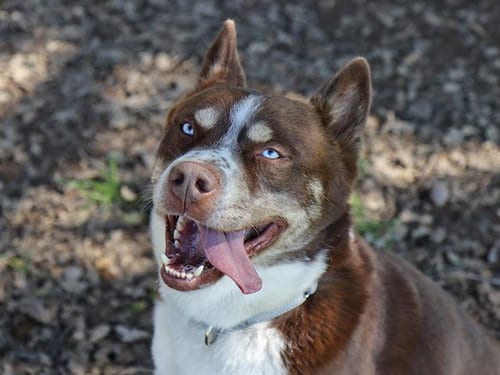 Photo of Tucker, adoptable Siberian Husky in Ojai, California