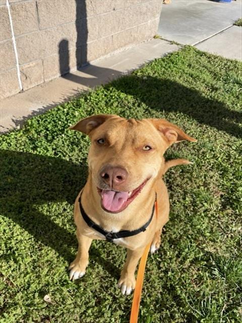 Photo of Glinda, adoptable Labrador Retriever in Albuquerque, New Mexico