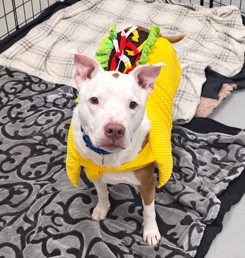 Photo of Zuko, adoptable Pit Bull Terrier in Liverpool, New York