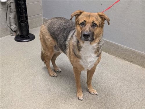 Photo of Little Bit, adoptable German Shepherd Dog in Las Vegas, Nevada