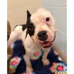 Photo of Lola, adoptable American Bulldog in Brighton, Colorado