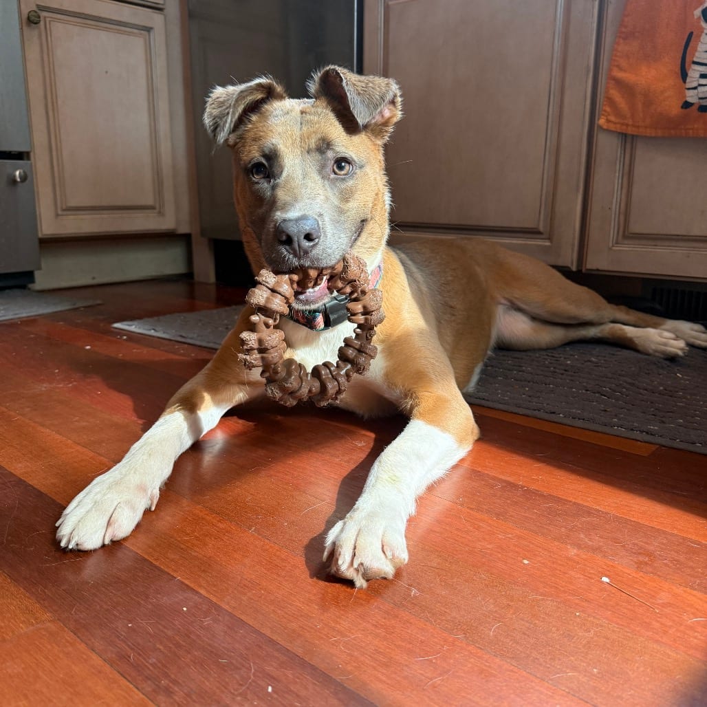 Photo of Artemis, adoptable Mixed Breed (Medium) in Chicago, Illinois