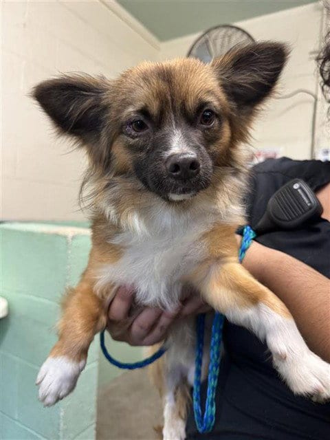Photo of A741726, adoptable Chihuahua in Sacramento, California