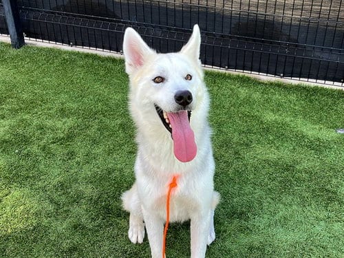Photo of Lobo, adoptable Siberian Husky in Orange, California