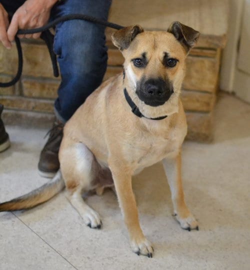 Photo of Woody, adoptable German Shepherd Dog in Enfield, Connecticut