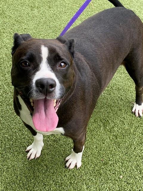 Photo of Tessa, adoptable Pit Bull Terrier in Fayetteville, North Carolina