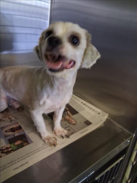 Photo of Pepe, adoptable Maltese in Los Angeles, California