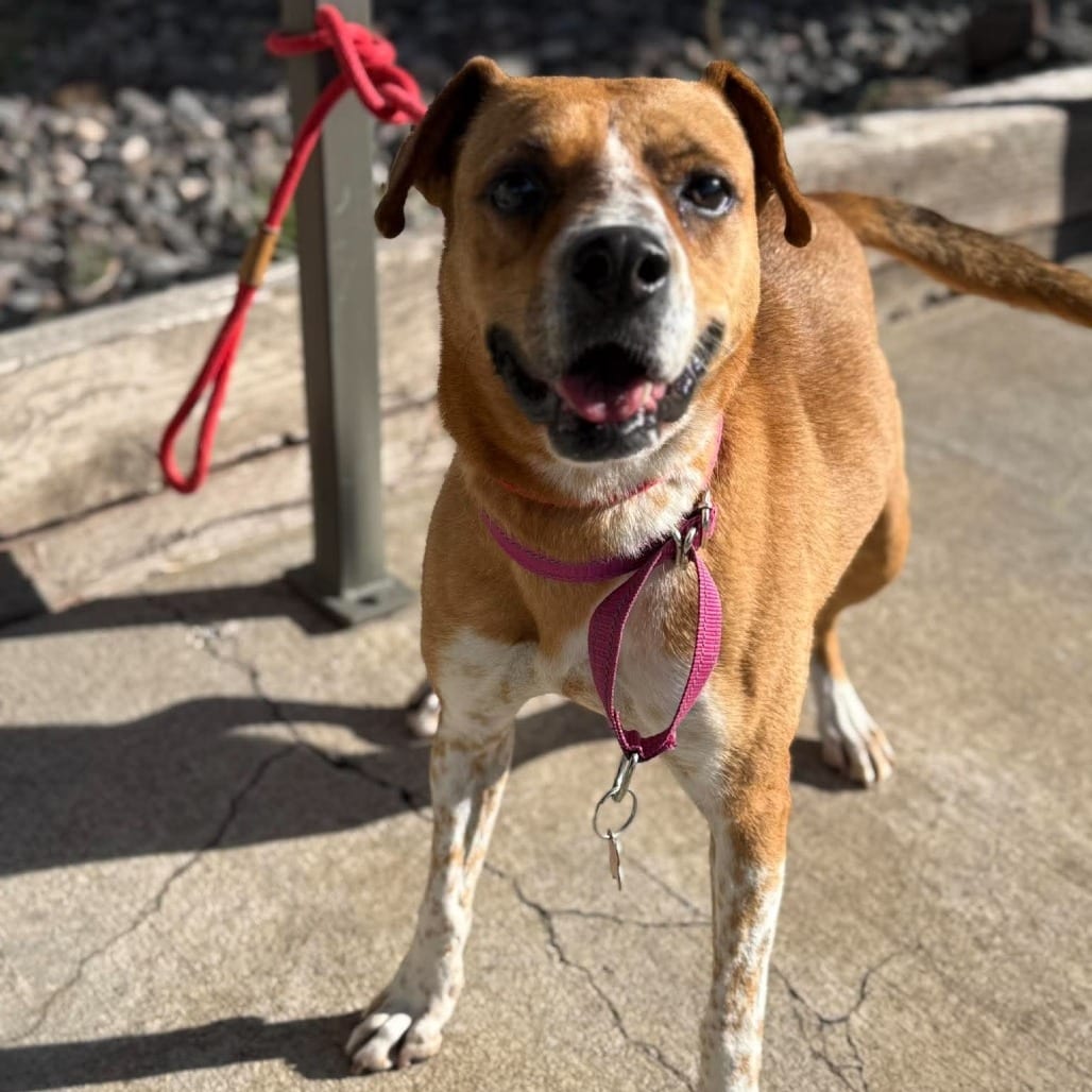 Photo of Summer, adoptable Mixed Breed (Medium) in Bend, Oregon