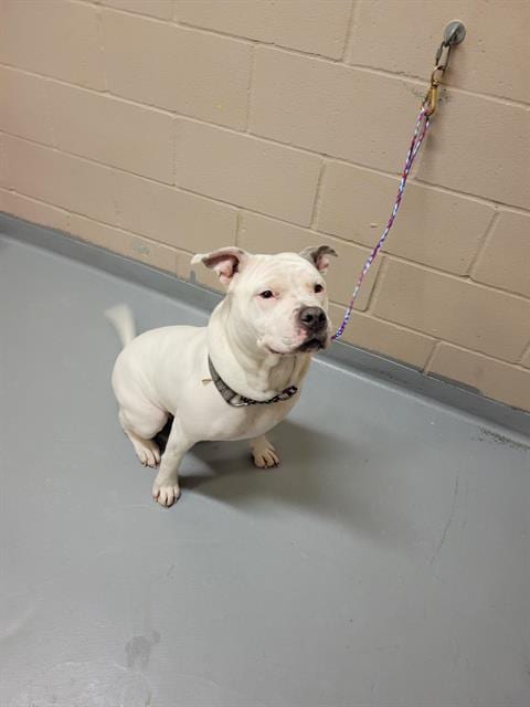Photo of Hostess, adoptable Pit Bull Terrier in Tacoma, Washington