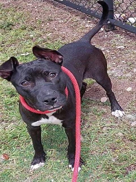 Photo of Pee Wee, adoptable American Staffordshire Terrier in Fort Lauderdale, Florida