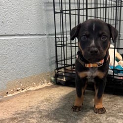 Photo of Ravioli 8861, adoptable Mixed Breed (Small) in Loxahatchee, Florida
