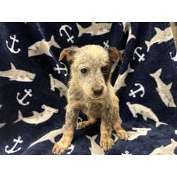 Photo of Prue, adoptable Australian Cattle Dog in Lancaster, California